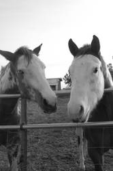 horsey love