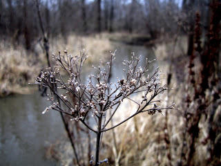 Walking Into The Creek