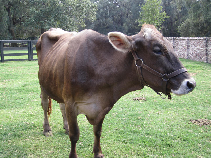 Middleton Cow