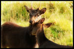 Love Beetween Deers by SamBinns