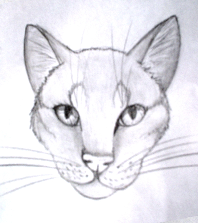 Tete De Chat By Stefdiamel On Deviantart Tete De Chat By Stefdiamel On Deviantart