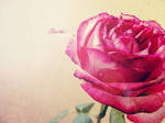 Rose..1 by S-H-O-S-H-O