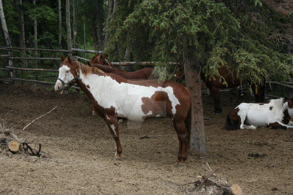 Overo by KlaEvansPhotography on DeviantArt