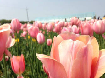 Pink Tulip ((PyeongTaek Tulip Festival))