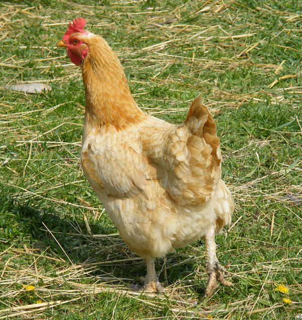 chick 003