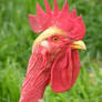rooster 01