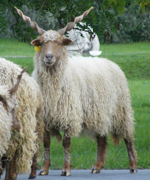 hungarian horned sheep 02