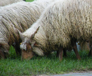 hungarian horned sheep 03