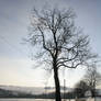 Tree Silhouette