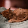 Maine Coon Kitten