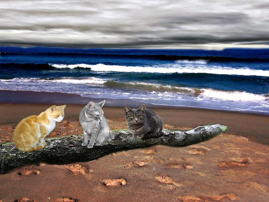 Cat Visual Scene Cat Scene by OfficialLatisha on DeviantArt