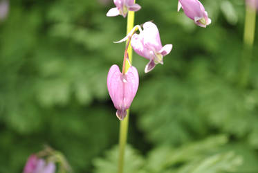 Bleeding Heart