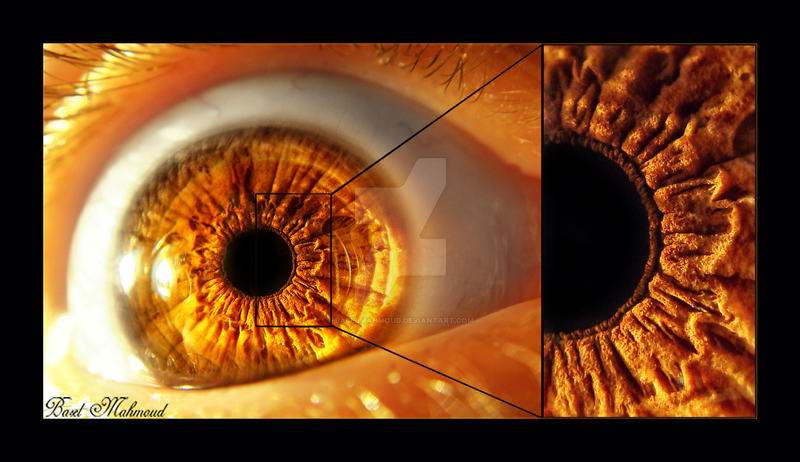 Macro Eye by BaselMahmoud