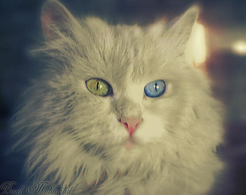 Cat Different Colored Eyes 2