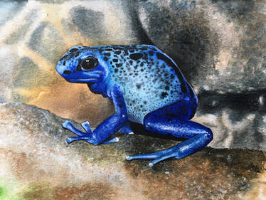 Dendrobates azureus (Poison dart frog)