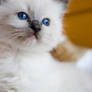 Blue eyed cats 04