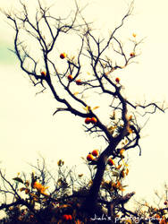 Orange tree