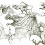 Dragon Sketches 1