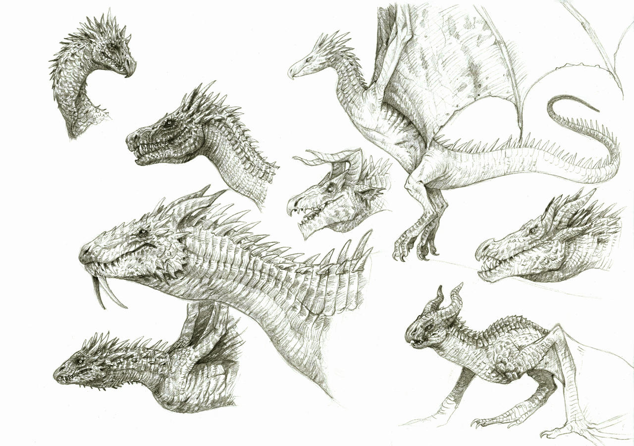 Dragon Sketches 3