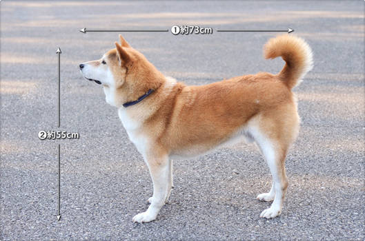 shiba-dog