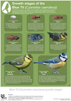 Growth stages of the Blue Tit