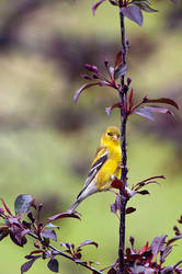 Female Gold Finch