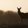 Dusky Deer