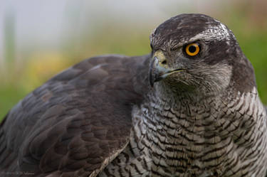 Northern Goshawk