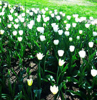 Glowing Tulips