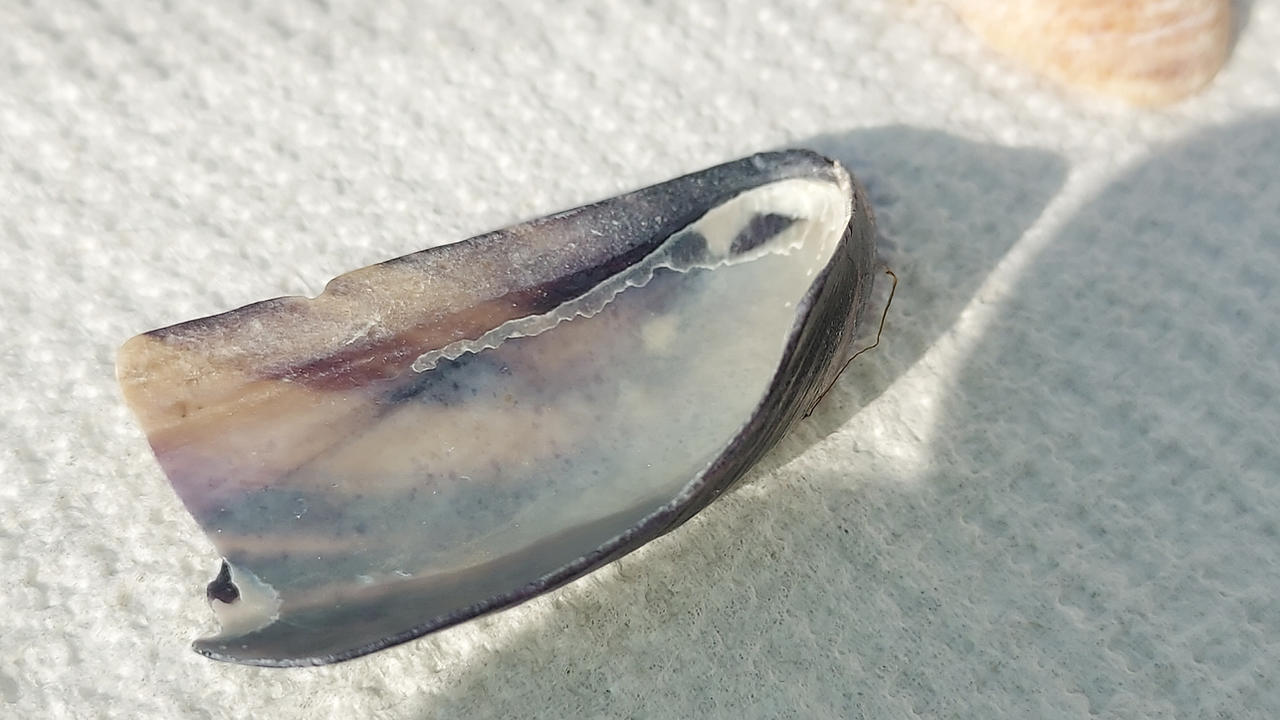 Mussels shell two by drawerofthings23 on DeviantArt