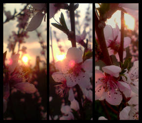 flowerS in the sunset