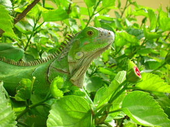 Iguana 2