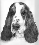 Cocker Spaniel by Karentownsend