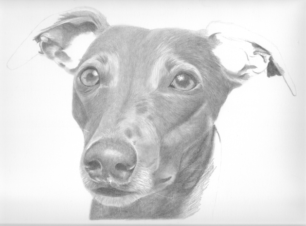 Whippet WIP 2