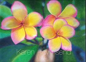 Frangipani