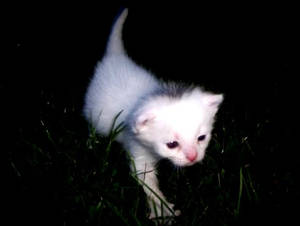 tiny white kitten