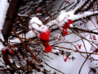 Winter Berries