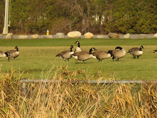 Geese In Cornwall Ontario