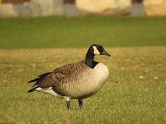 Geese In Cornwall Ontario #3