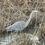 Blue Heron Walking