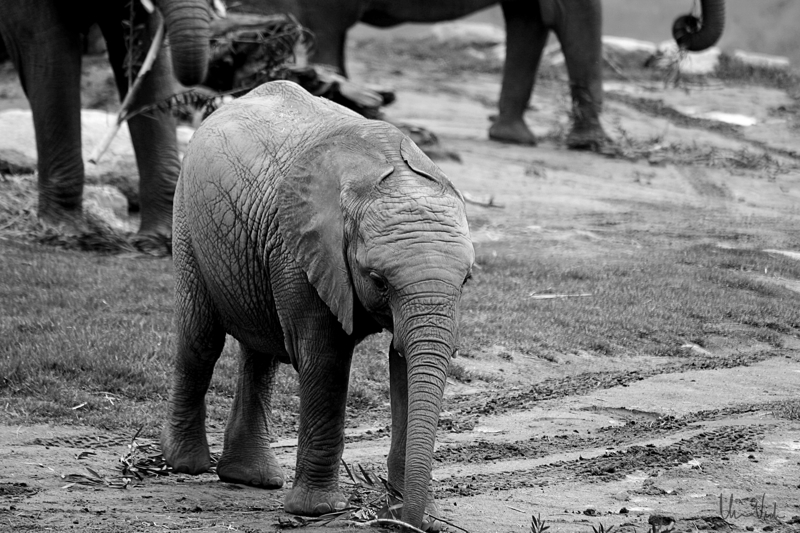 Baby Elephant