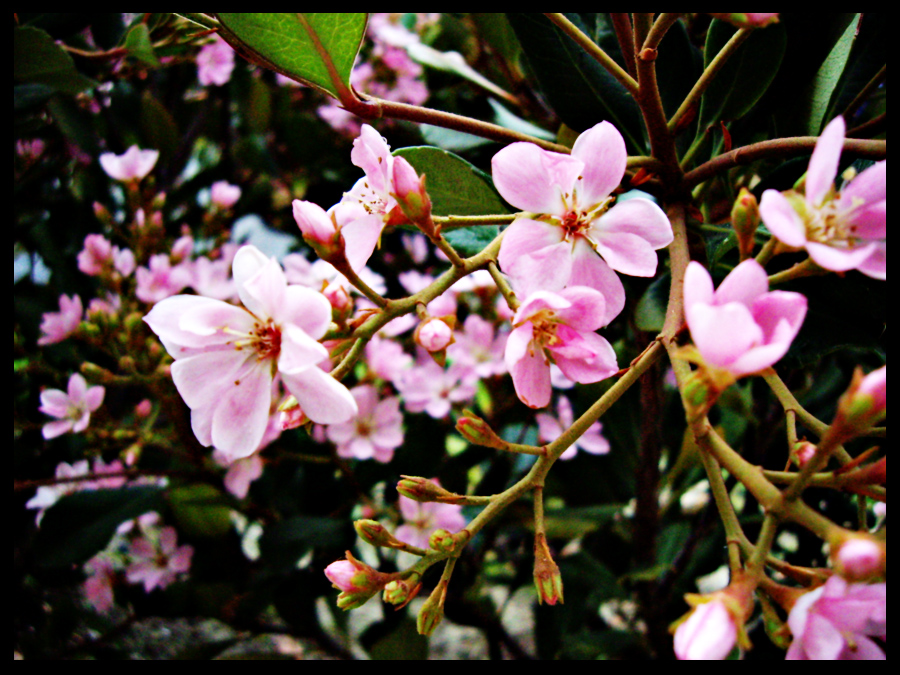 Pink Flowers