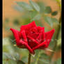 Little red rose