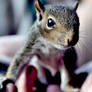 Baby Squirrel 2-redited