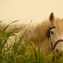 white horse...
