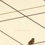 alone bird...
