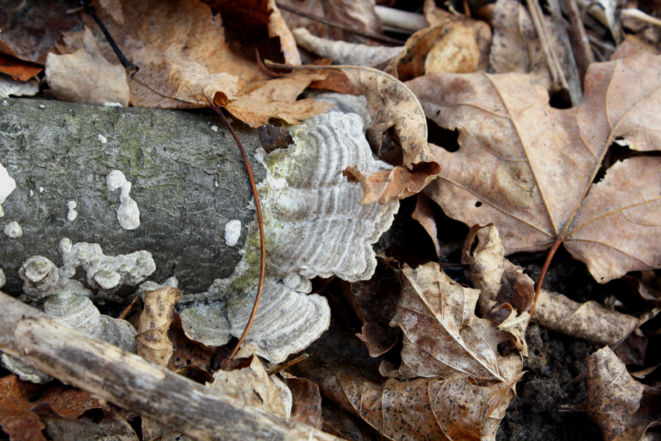 Forest Floor