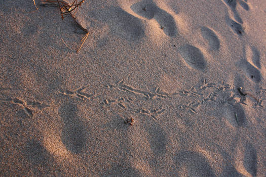 Footprints in the sand