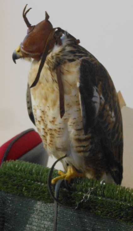 Ferruginous Hawk