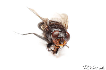 Macro Fly